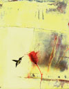 Ruby Throated Hummingbird in White 1