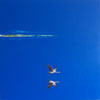 Heron in Blue, Red and Green