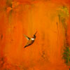 Male Rufous in Orange