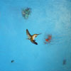 Female Rufous in Cerulean with Shapes